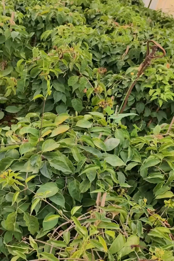 380厘米炮仗花