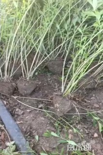 高度60厘米连翘小苗