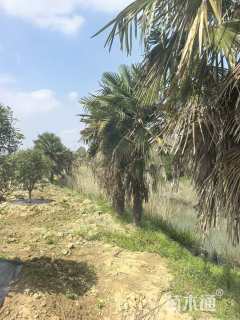 裸干高500厘米棕榈