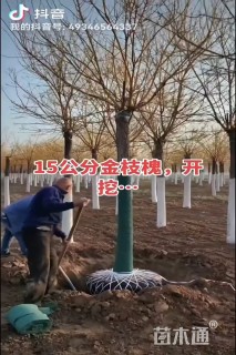 18公分金枝槐