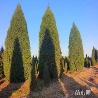 高度200厘米塔柏