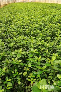 高度20厘米夏鹃