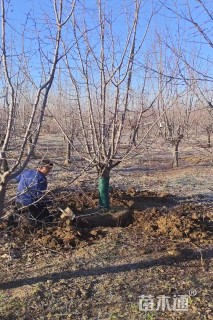 14公分垂丝海棠