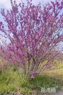 高度300厘米丛生紫荆