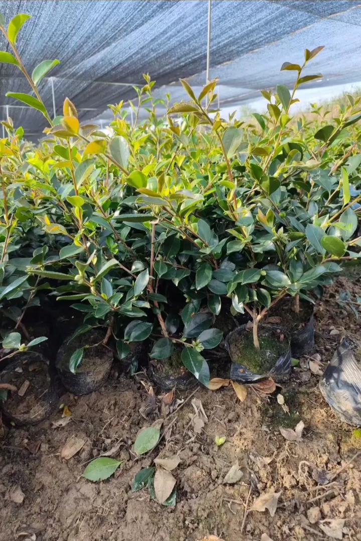 高度30厘米山茶花