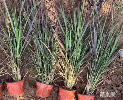 高度30厘米紫叶狼尾草