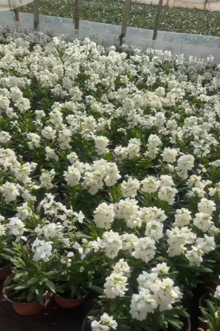 高度20厘米紫罗兰