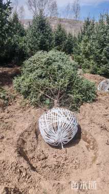 高度600厘米云杉