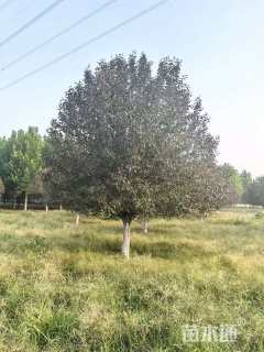 高度300厘米丛生海棠