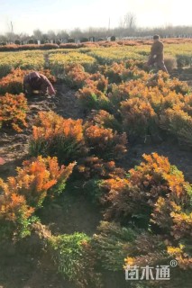 冠幅40厘米瓜子黄杨球