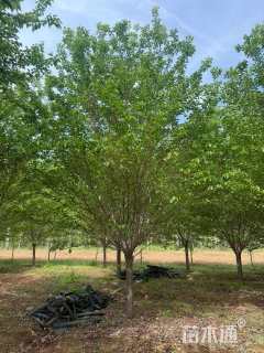 10公分染井吉野樱