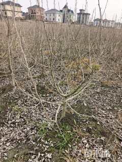 高度120厘米海滨木槿