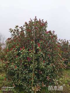 冠幅220厘米红叶石楠球