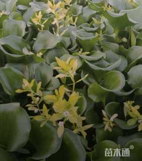 高度15厘米水葫芦