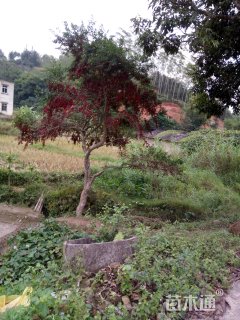 50公分红果冬青