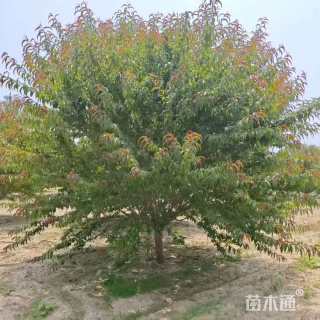 10公分红叶碧桃