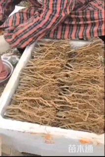 高度25厘米小花鹰爪枫