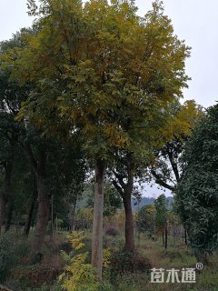 30公分无患子