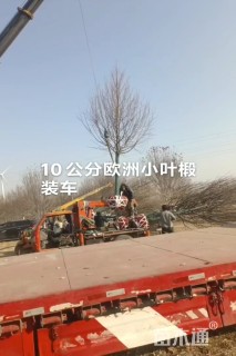 12公分欧洲小叶椴