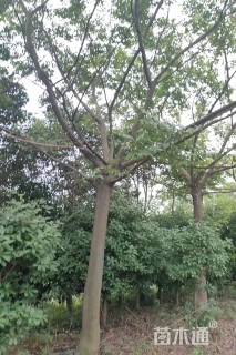 25公分朴树