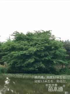 22公分鸡爪槭
