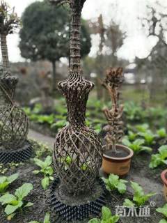 植物编艺