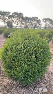 冠幅120厘米瓜子黄杨球