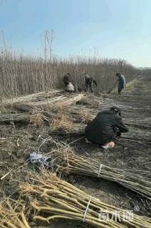 高度80厘米天鹅绒紫薇