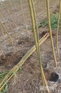 3公分金丝垂柳