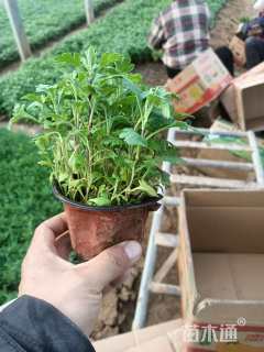 高度10厘米地被菊