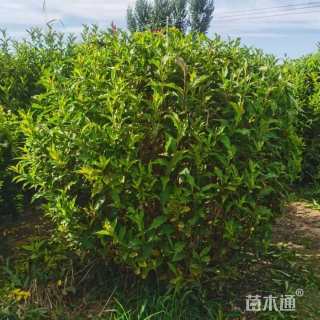 高度120厘米红王子锦带球