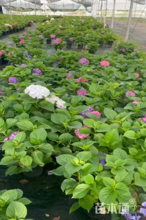高度50厘米绣球