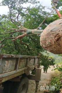 高度300厘米石榴