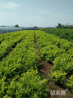 冠幅60厘米金叶女贞球