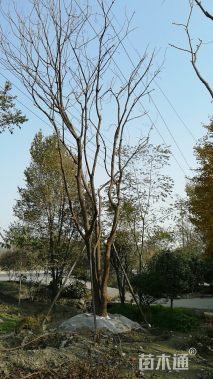 50公分丛生黄连木
