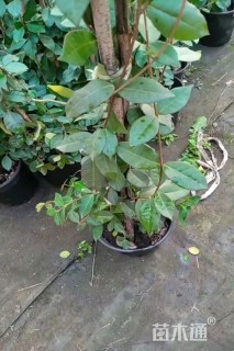 150厘米风车茉莉