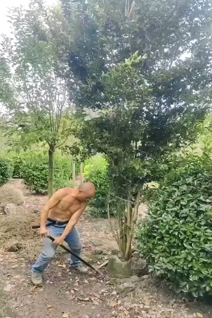 5公分紫薇