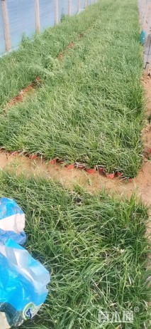 高度30厘米崂峪苔草