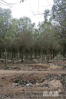 13公分大叶女贞