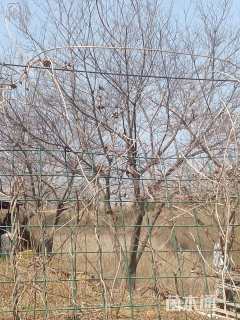 35公分朴树