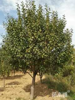 15公分八棱海棠