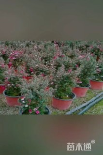 高度30厘米澳洲茶