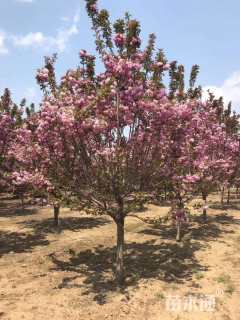 18公分日本晚樱