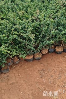 高度35厘米龟甲冬青