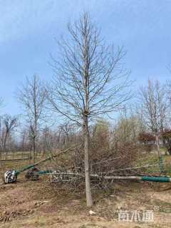 15公分北美枫香