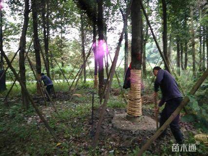 30公分香樟