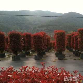 3公分红叶石楠