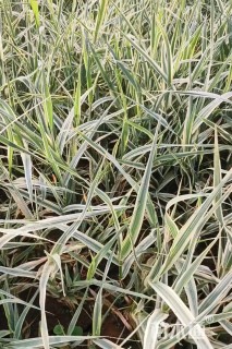 高度30厘米花叶芦竹