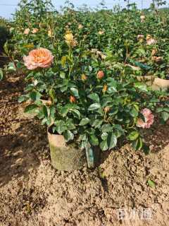 高度20厘米果汁阳台月季