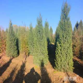 高度180厘米北京桧